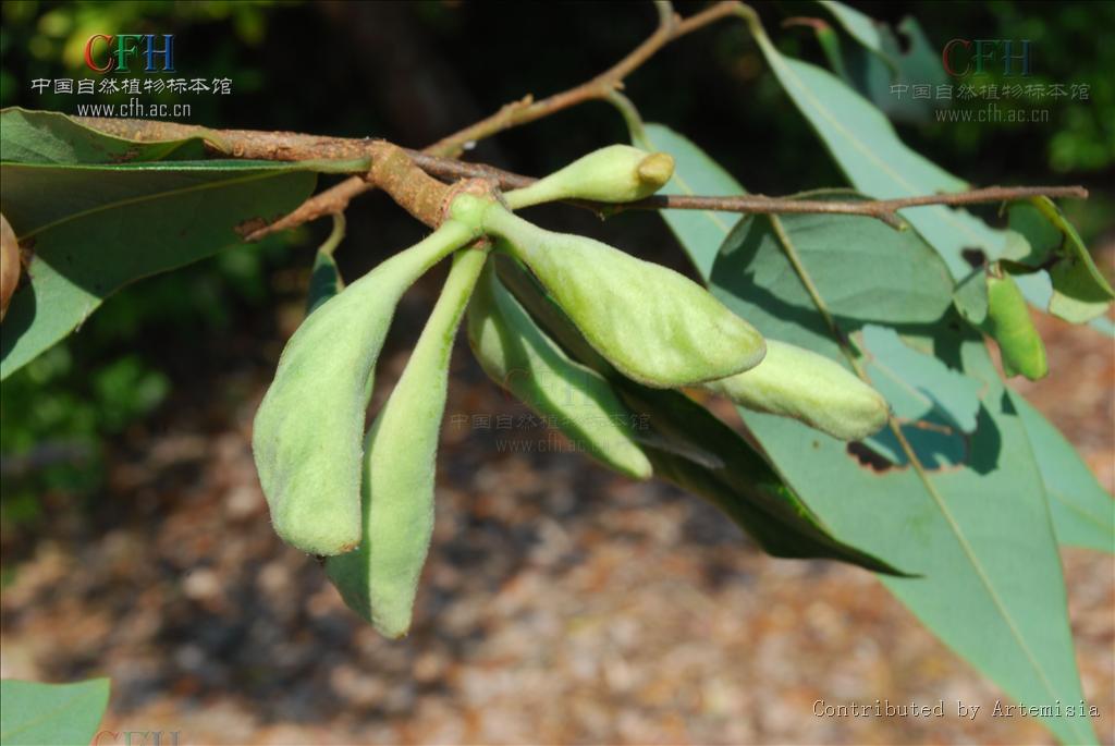 Xylopia vielana